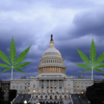 Washington DC legalises ganja in defiance of congress Washington DC legalises ganja in defiance of congress