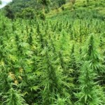 Jamaican university signs MOU on ganja research Jamaican university signs MOU on ganja research