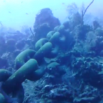 US coughs up for navy damage to Philippines reef US coughs up for navy damage to Philippines reef