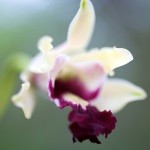 Orchids in bloom at annual show Orchids in bloom at annual show