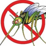Public health issues warning over regional dengue Public health issues warning over regional dengue