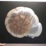 Artists get microscopic in new exhibition Artists get microscopic in new exhibition