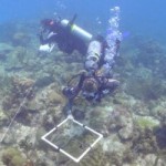 Temperature dip halts serious coral damage Temperature dip halts serious coral damage