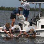 Funding secured to protect local sharks Funding secured to protect local sharks