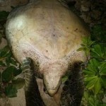 Dogs run off turtle poachers Dogs run off turtle poachers