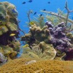 Marine park enhancement back on agenda Marine park enhancement back on agenda