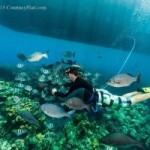 Photographer calls for far reaching reef fish protection Photographer calls for far reaching reef fish protection