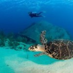 Most coral can’t be relocated, report reveals Most coral can’t be relocated, report reveals
