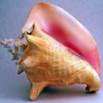 DoE urges people not to encourage poachers DoE urges people not to encourage poachers