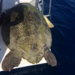 Rescued turtle killed in failed illegal catch Rescued turtle killed in failed illegal catch