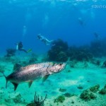 Cayman to host regional marine conference Cayman to host regional marine conference