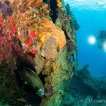 Cayman’s reef threat goes global Cayman’s reef threat goes global