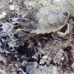 Turtle hatchlings burned in abandoned bonfire Turtle hatchlings burned in abandoned bonfire