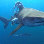 Local shark numbers declining warns, DoE Local shark numbers declining warns, DoE