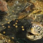 Public cash still needed for Turtle Centre loan Public cash still needed for Turtle Centre loan