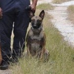 Escaped police dog tracked down Escaped police dog tracked down