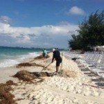 Care urged during beach seaweed clearance Care urged during beach seaweed clearance