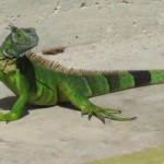 DoE opens $2 green iguana cull registration DoE opens $2 green iguana cull registration