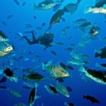Public urged to follow laws to protect fish Public urged to follow laws to protect fish