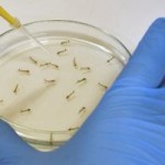 Cayman shakes free of Zika travel concerns Cayman shakes free of Zika travel concerns
