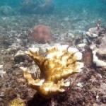 Cool seas help LC corals recover from bleaching Cool seas help LC corals recover from bleaching