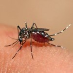 Zika spreads through region, Cayman still clear Zika spreads through region, Cayman still clear