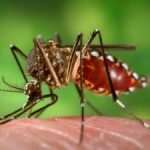 Two more cases of Zika reported in capital Two more cases of Zika reported in capital