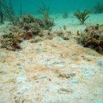 Sediment destroyed reefs in Miami during dredging Sediment destroyed reefs in Miami during dredging