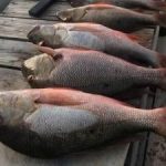 NCC seeks public backing for new fish plan NCC seeks public backing for new fish plan