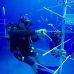 Cayman’s coral nurseries begin to flourish Cayman’s coral nurseries begin to flourish