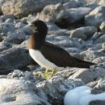 Boobies at heart of new seabird research project Boobies at heart of new seabird research project