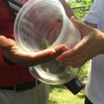 NGOs query GM mosquito success risk NGOs query GM mosquito success risk