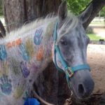 Consequences for horse assault ‘insufficient’ Consequences for horse assault ‘insufficient’