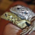 Efforts needed to stop stowaway ‘greens’ Efforts needed to stop stowaway ‘greens’