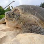 Turtles still challenged but nest numbers steady Turtles still challenged but nest numbers steady