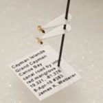Cruise tourist finds new species of ant in Cayman Cruise tourist finds new species of ant in Cayman