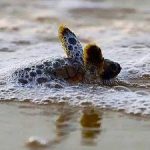 Turtle hatchlings threatened by lights and fire Turtle hatchlings threatened by lights and fire