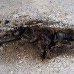 Animal cruelty issues mounting Animal cruelty issues mounting