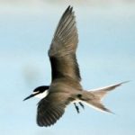 First dozen sites proposed for protection under NCL First dozen sites proposed for protection under NCL