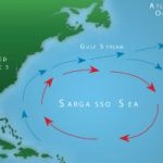 Cayman signs onto agreement to protect Sargasso Sea Cayman signs onto agreement to protect Sargasso Sea
