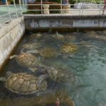 Animal activists target Carnival’s turtle farm trips Animal activists target Carnival’s turtle farm trips