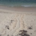 April Fools’ Day nest kicks off early turtle season April Fools’ Day nest kicks off early turtle season
