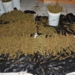 Cops confirm 110lb Prospect drug haul Cops confirm 110lb Prospect drug haul