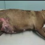 Men charged with animal cruelty appear in court Men charged with animal cruelty appear in court