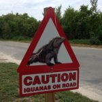 Little Cayman threatened by road proposal Little Cayman threatened by road proposal