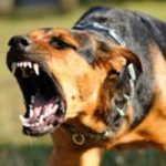 68 dangerous dog reports in first half of year 68 dangerous dog reports in first half of year