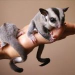Sugar glider couple escape conviction Sugar glider couple escape conviction