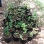 Cops ‘stoned’ during drug bust Cops ‘stoned’ during drug bust