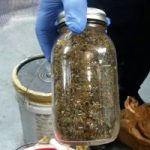 65lb ganja haul seized by West Bay cops 65lb ganja haul seized by West Bay cops