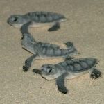 Climate change turning turtle populations female Climate change turning turtle populations female
